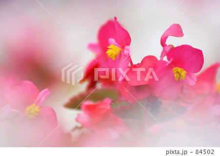 夏色・ベゴニア・２ 84502