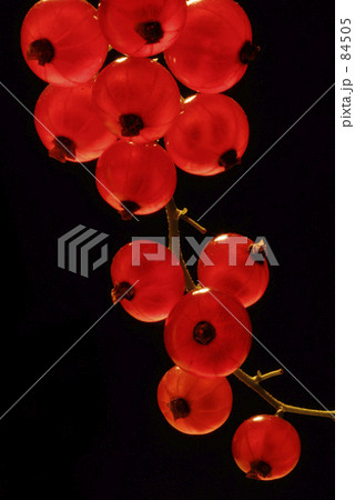 すぐり　１ 84505