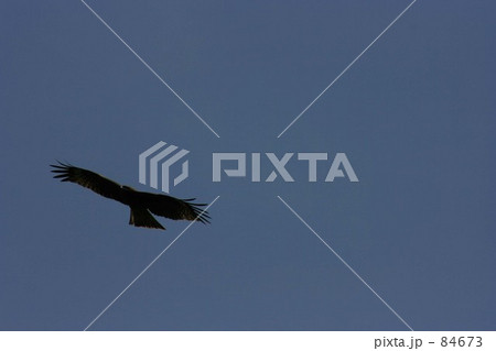 大空を飛ぶ鷹の写真素材