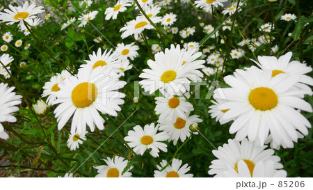 マーガレット 85206