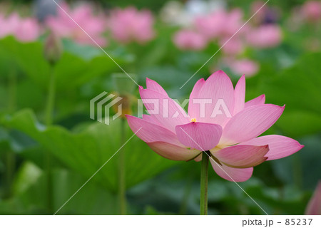 行田蓮-4- 85237