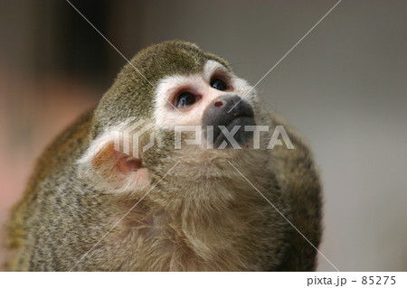 何が見える？ 85275