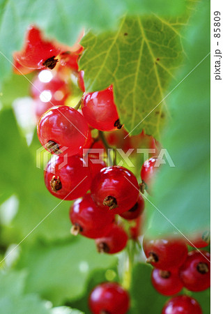 すぐり　２ 85809