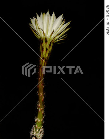 夜のサボテン 夜のサボテン 86086