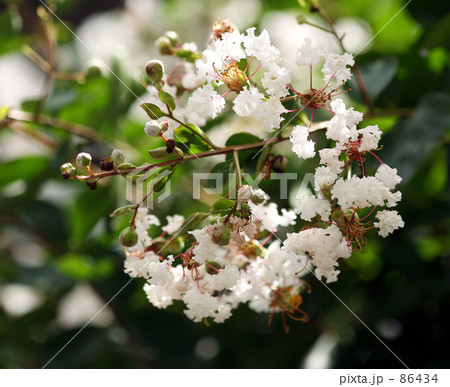 百日紅…白 百日紅…白 86434