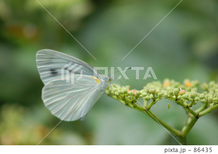 スジグロチョウ 86435