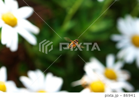 あっちに急いで 86941