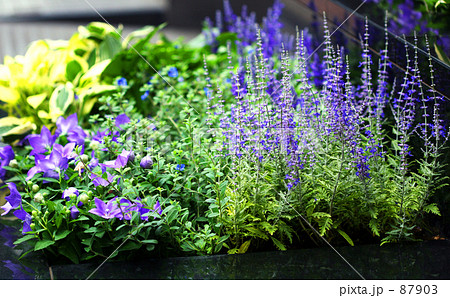夏の花壇 ラベンダーと桔梗の写真素材