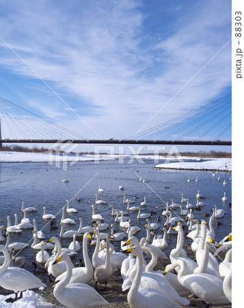 十勝川と白鳥 十勝川と白鳥 88303