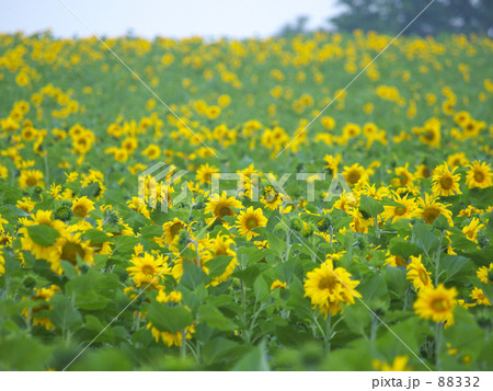 ひまわり 88332