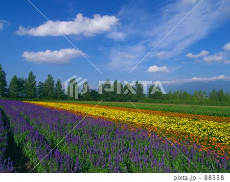 花畑 花畑 88338