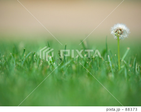 タンポポ綿毛 88373