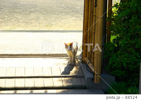 どうしようかな 88524