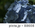 紫陽花 88608
