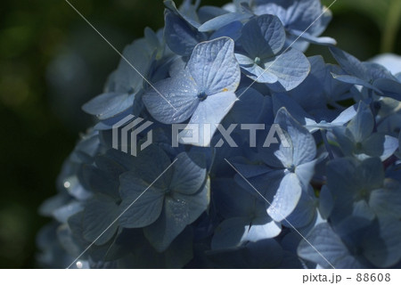 紫陽花 88608