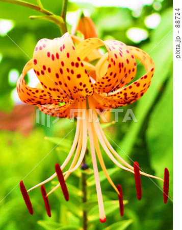 オニユリ オニユリ 88724