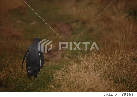ペンギンの帰宅 ペンギンの帰宅 89163