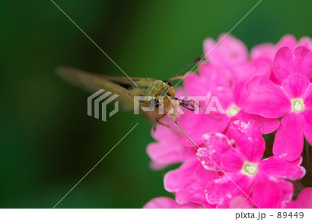 セセリちゃん2 セセリちゃん2 89449