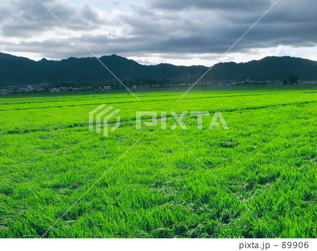 びょうびょうの風、田を渡る 89906