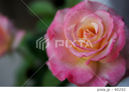 rose rose 90292