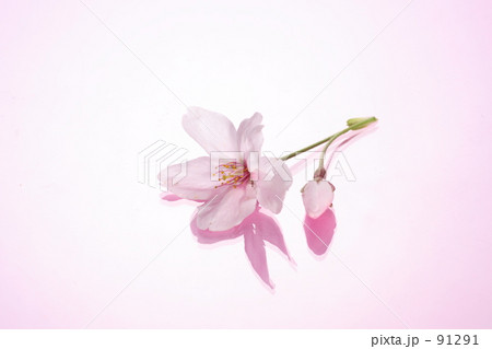 桜 91291