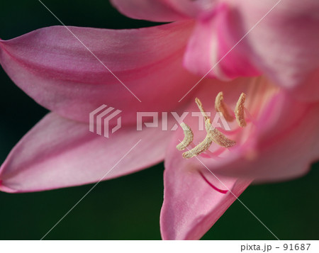 ピンクの百合の花芯 91687