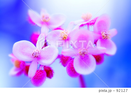 ベゴニア・センパフローレンス   ベゴニア・センパフローレンス   92127