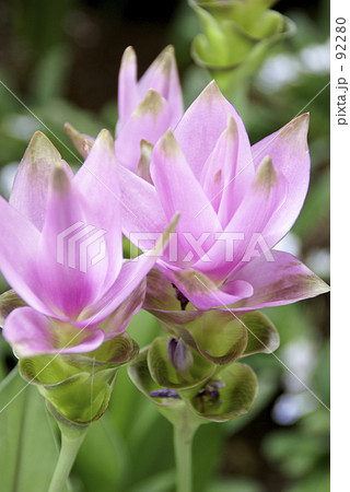 クルクマ クルクマ 92280