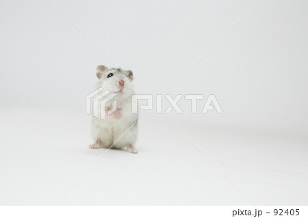 正面　立ち　全身 92405