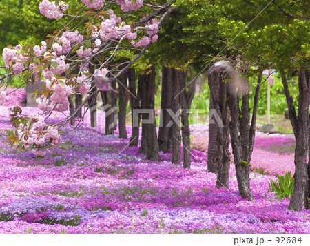 芝桜×山桜 芝桜×山桜 92684