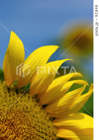 sunflower 92846