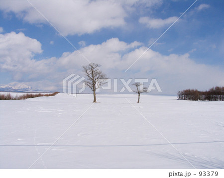 雪原の木 雪原の木 93379