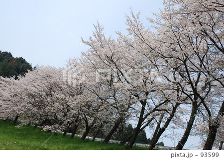 桜 93599