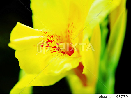 グラジオラス 93779