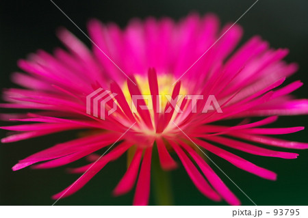 マツバギク マツバギク 93795