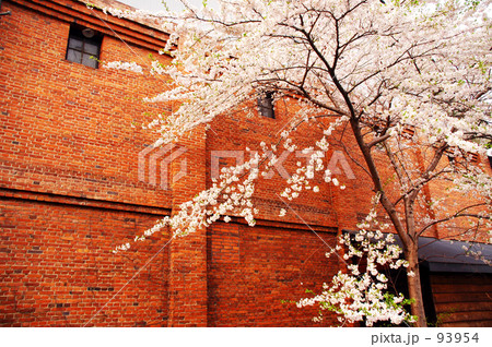 桜と赤煉瓦 93954