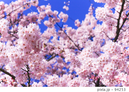 SAKURA 94253