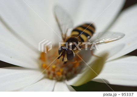 ナミホシヒラタアブ 95337