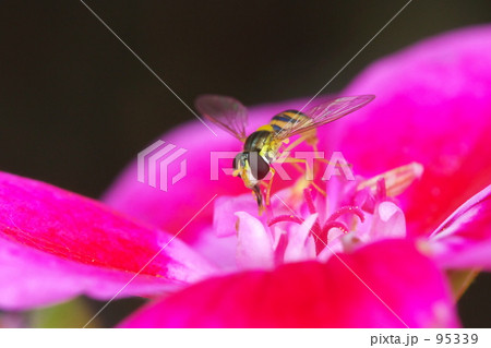 マメヒラタアブ 95339