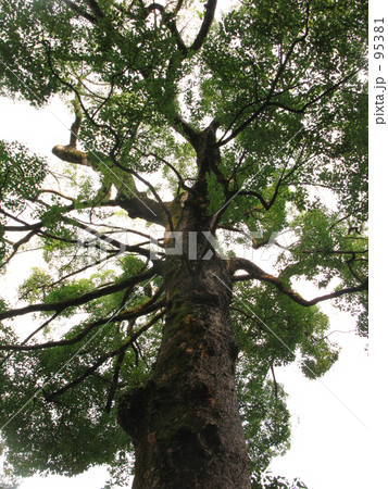 なんかいい楠木 なんかいい楠木 95381