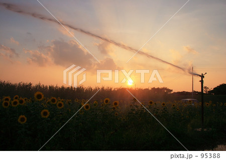 うーじ畑とひまわり畑 95388