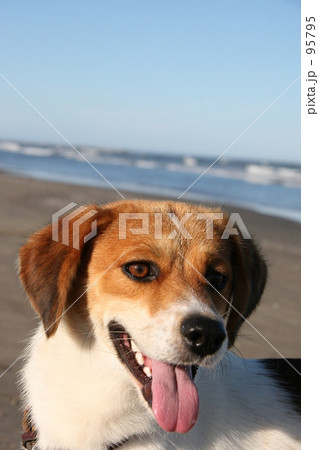 海と犬１ 95795