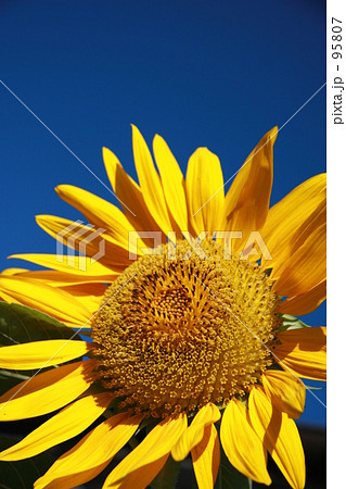 ひまわり 95807