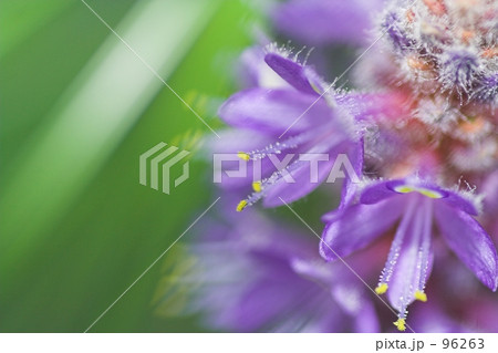 ポンテデリア　コルダータ　and　パピルス2 96263