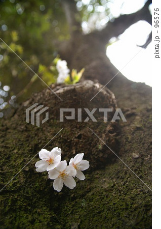 桜の木を見上げて 桜の木を見上げて 96576