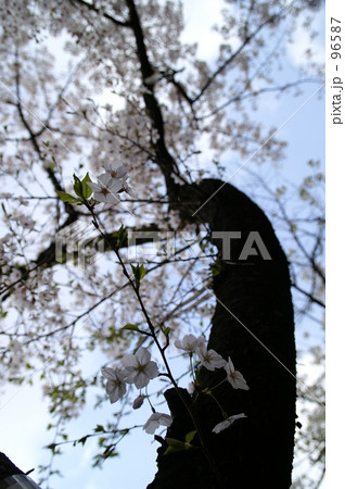 桜の木を見上げて 96587