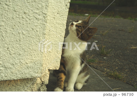 猫の子 猫の子 96730