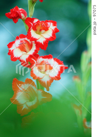 グラジオラス 97075