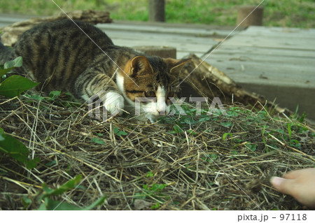 なに? なに? 97118