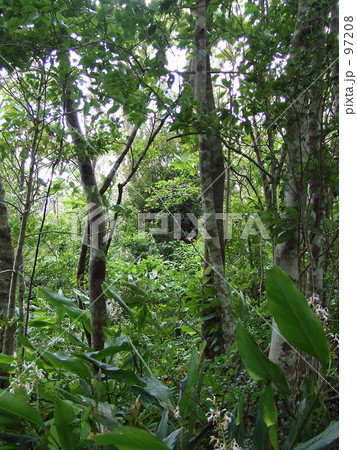 シダジャングル -金作原11- シダジャングル -金作原11- 97208